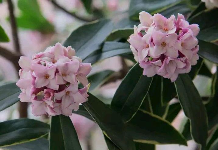 瑞香花语之美——传递幸福和希望的花朵（探索瑞香花花语的深层含义与应用）