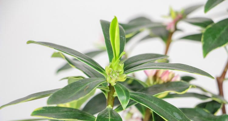 瑞香花语之美——传递幸福和希望的花朵（探索瑞香花花语的深层含义与应用）