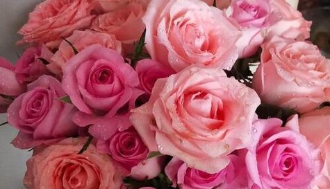 三朵玫瑰花语（红玫瑰、白玫瑰、黄玫瑰）