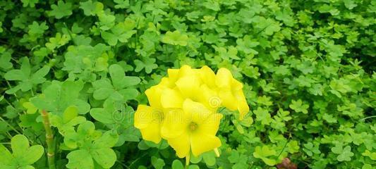 三叶草的寓意与象征（探索幸运与希望的绿色宝藏）