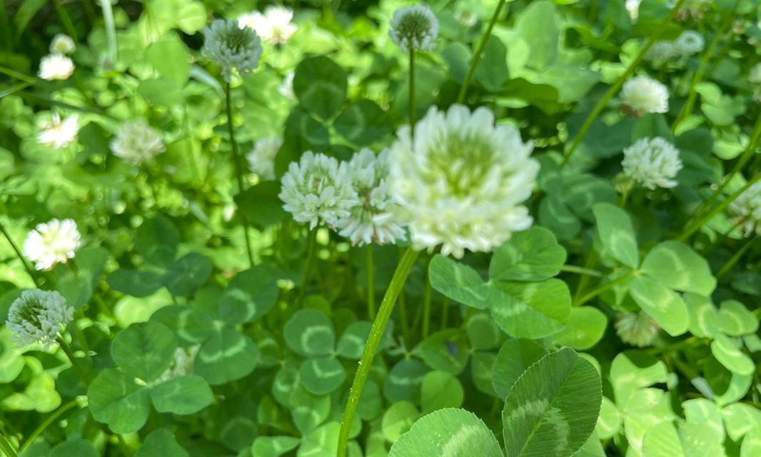 三叶草的花语——幸运与希望（探究三叶草的花语含义）