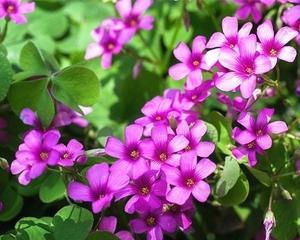 三叶草的花语——幸运与希望（探究三叶草的花语含义）
