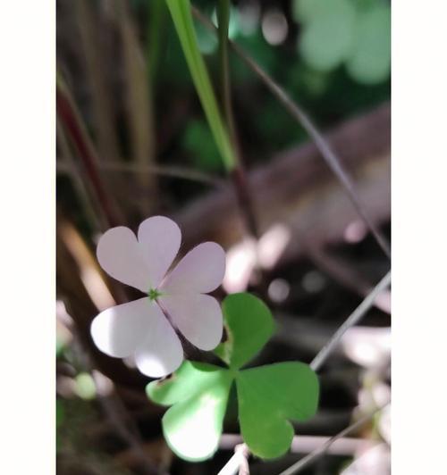 三叶草的花语——幸运与希望（探究三叶草的花语含义）