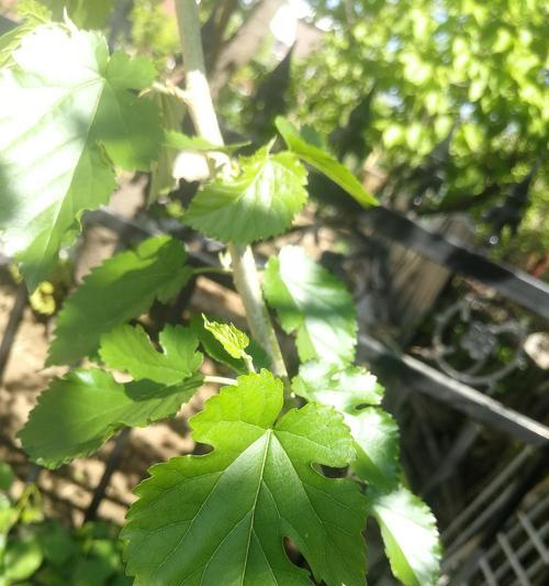 桑树的寓意与象征（桑树）
