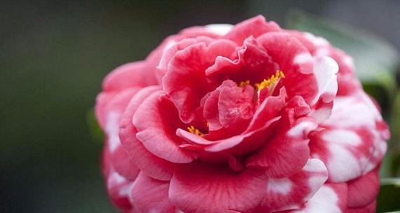 山茶花的花语——爱与坚强（传承千年的花语）