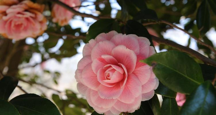 山茶花花语之美（山茶花的花语及其背后的寓意）