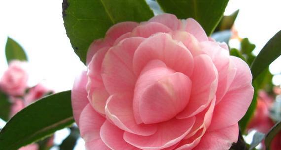 山茶花花语之美（山茶花的花语及其背后的寓意）