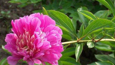 芍药花的寓意——绽放人生的美丽（春风拂面）