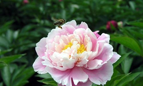 芍药花的花语与象征意义（探索芍药花的深层内涵与传统象征）
