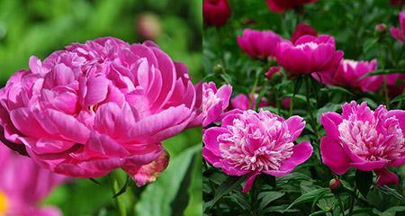 芍药花的花语与意义（探索芍药花的独特符号与象征）