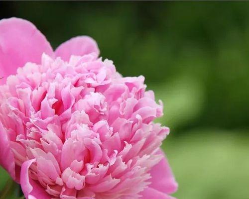 芍药花的花语与意义（探索芍药花的独特符号与象征）