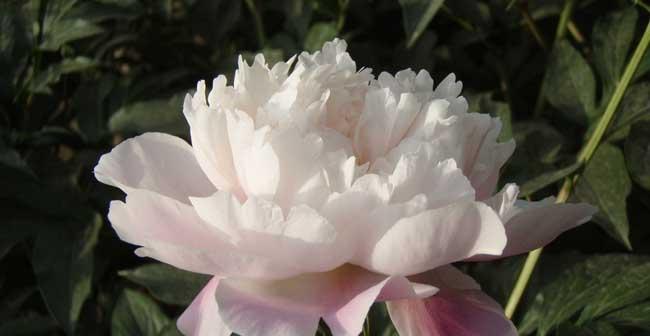 芍药花的花语及其意义（探寻芍药花的深层寓意与象征）