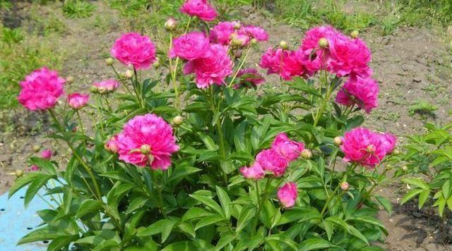 芍药花的深层含义（探寻芍药花在文化中的象征意义）