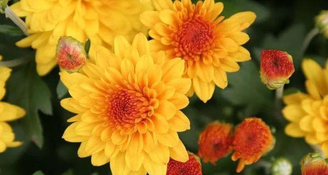 和平之花（传递和平与希望的花朵）