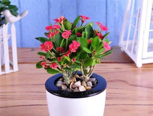 和平之花（传递和平与希望的花朵）