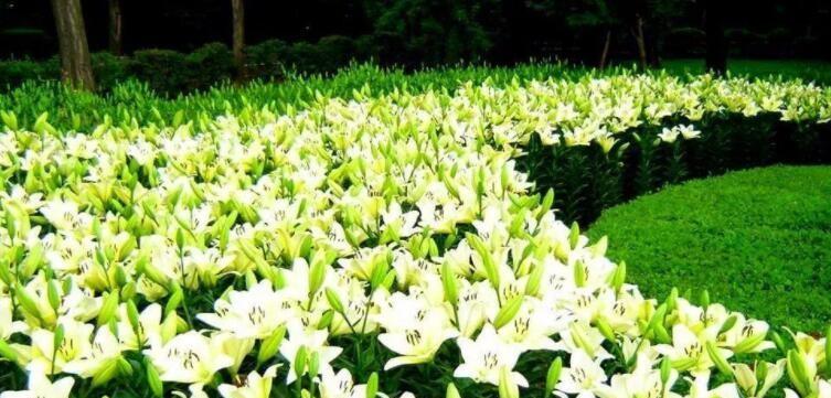 以圣心百合花语解读爱情的真谛（用花语解码爱情的语言）