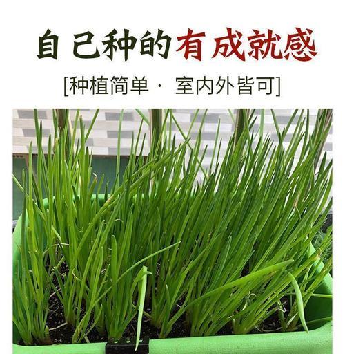 大葱种子种植的最佳时间是什么时候？如何确保高产？