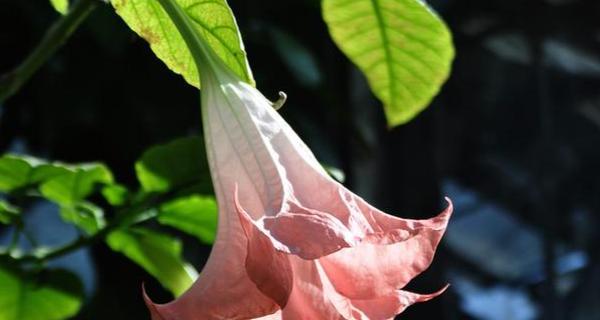 曼陀罗的花语代表什么？如何解读其神秘含义？
