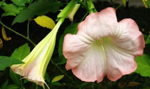 曼陀罗花的花语传说是什么？如何解读其神秘含义？