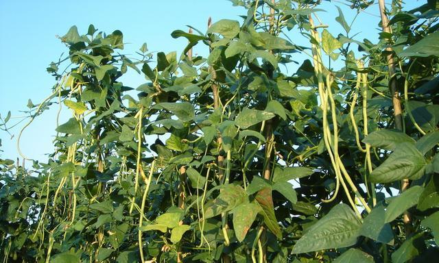 大豆含糖量高吗？适合糖尿病患者食用吗？