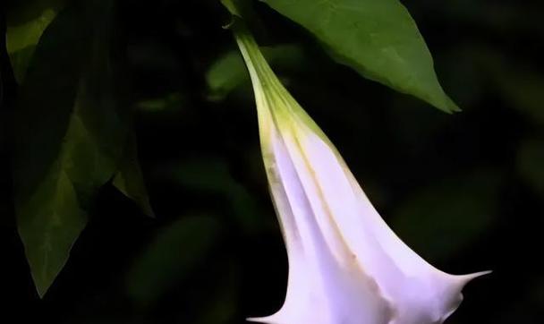 曼陀罗花花语代表什么？如何解读其深层含义？
