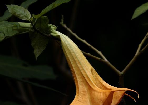 曼陀罗花花语代表什么？如何解读其深层含义？