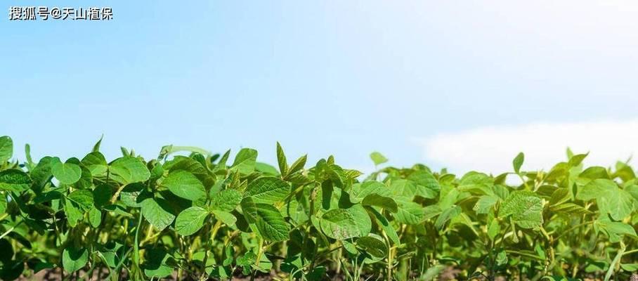 大豆从播种到收获需要多久？生长期常见问题解答？