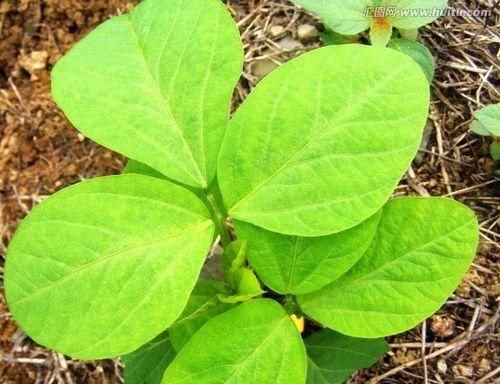 大豆从播种到收获需要多久？生长期常见问题解答？