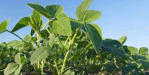 大豆属于什么类型的根系植物？根系特点有哪些？