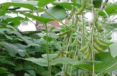 大豆是什么植物？它有哪些营养价值和用途？