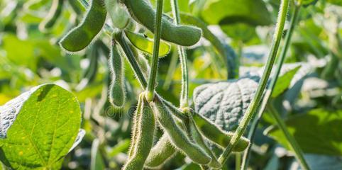 大豆属于种子植物吗？它的分类和特点是什么？