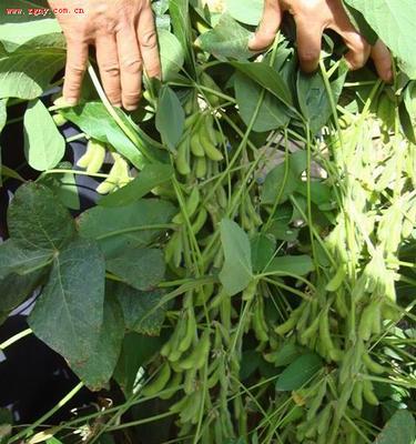 大豆属于种子植物吗？它的分类和特点是什么？