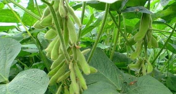 大豆种植对土壤有什么要求？如何选择合适的土壤？