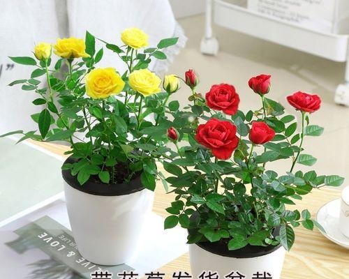 玫瑰的含义和象征是什么？不同颜色玫瑰代表什么意义？