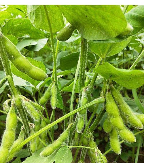 大豆种子哪个品种好？如何选择高产优质的大豆种子？