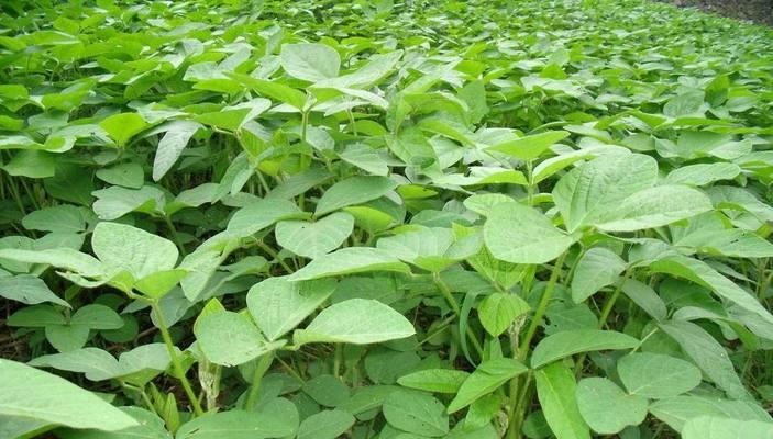 大豆追肥用什么肥料好？如何根据土壤类型选择合适的肥料？