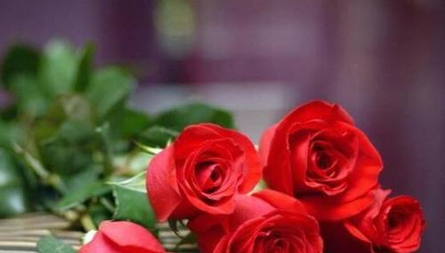 19朵玫瑰花代表什么含义？花语解读与送花指南？