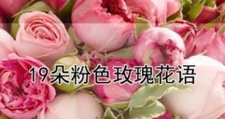 19朵玫瑰花代表什么含义？花语解读与送花指南？