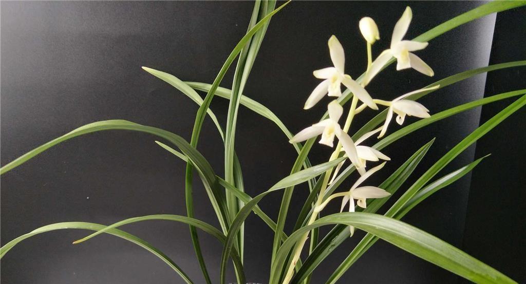 大凤素兰花什么时候开花？如何正确养护以促进花期？