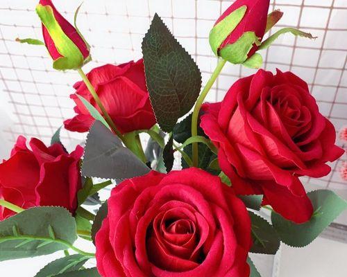 玫瑰花代表的含义是什么？不同颜色的玫瑰花语有何不同？