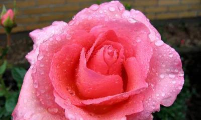 玫瑰花代表的意义是什么？不同颜色玫瑰花的象征含义有哪些？