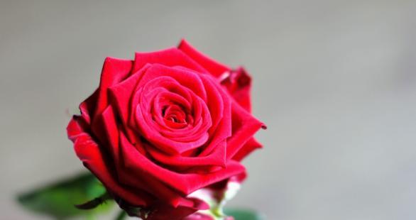 玫瑰花代表了什么含义？不同颜色和数量的玫瑰花语有何不同？