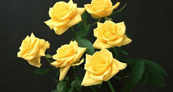 玫瑰花代表什么花语？不同颜色玫瑰的含义是什么？