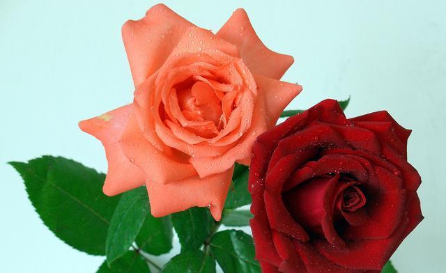 玫瑰花的含义是什么？不同颜色和数量的玫瑰代表什么？