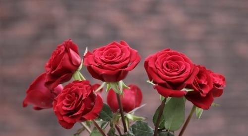 玫瑰花的花语是什么？不同颜色玫瑰代表的含义有哪些？