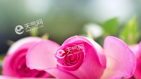 玫瑰花的花语是什么意思？不同颜色玫瑰代表什么情感？