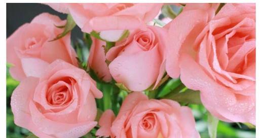 玫瑰花的寓意和花语是什么？如何正确表达爱意？