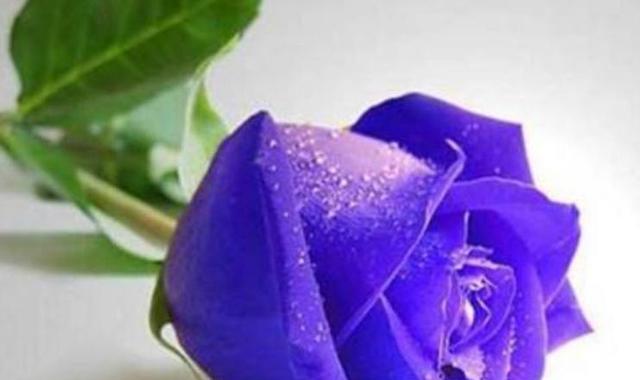 玫瑰花的寓意和花语数量是多少？如何正确解读？