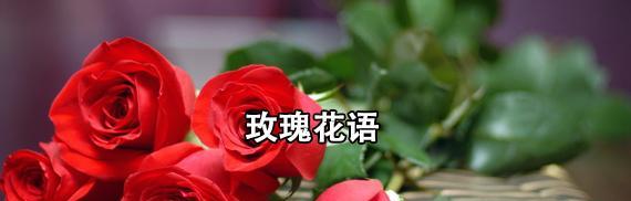 玫瑰花的寓意和花语数量是多少？如何正确解读？