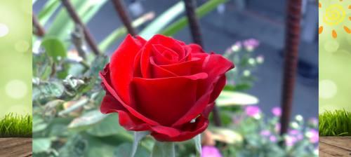 玫瑰花的寓意是什么意思？不同颜色玫瑰花代表什么含义？